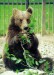 zoo_img_bear